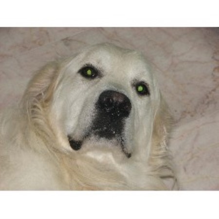 golden retrievers in maine goldenridge kennels golden retriever breeder in hden maine golden retrievers in maine goldenridge kennels golden retriever breeder in hden maine