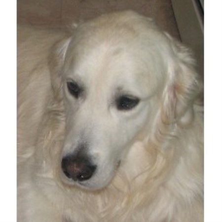 maine golden retriever breeders goldenridge kennels golden retriever breeder in hden maine listing id 16416 maine golden retriever breeders goldenridge kennels golden retriever breeder in hden maine listing id 16416