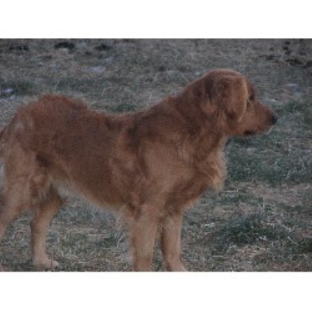 golden retrievers in maine goldenridge kennels golden retriever breeder in hden maine listing id 16416 golden retrievers in maine goldenridge kennels golden retriever breeder in hden maine listing id 16416
