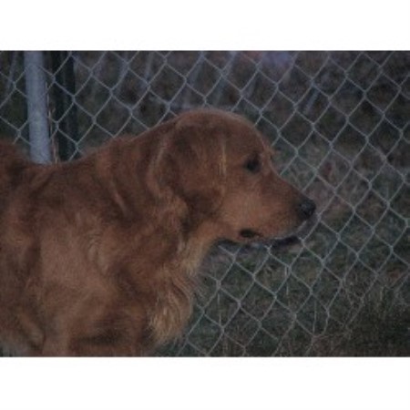 golden retrievers in maine goldenridge kennels golden retriever breeder in hden maine golden retrievers in maine goldenridge kennels golden retriever breeder in hden maine