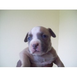 American Pit Bull Terrier Breeder in Rochester, New York