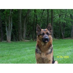 German Shepherd Dog Breeder in Mt. Vernon, Kentucky