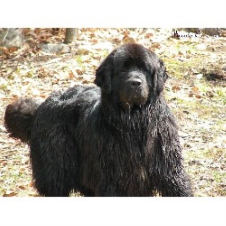 Newfoundland Dog Breeder in Quebec (Kennel: Piccolo Orso Newfoundlands ...