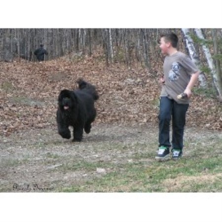Newfoundland Dog Breeder in Quebec (Kennel: Piccolo Orso Newfoundlands ...