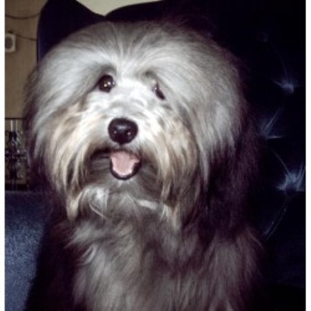 kansas havanese bedlem havanese havanese breeder in linwood kansas kansas havanese bedlem havanese havanese breeder in linwood kansas