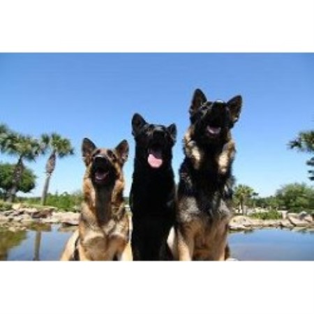 German Shepherd Dog Breeder in Clermont, Florida