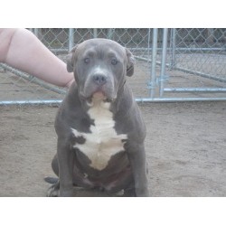 American Pit Bull Terrier Breeder in Holtsville, New York