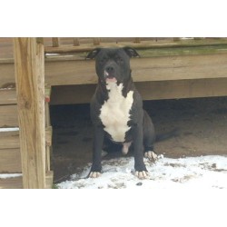 American Pit Bull Terrier Stud in New York