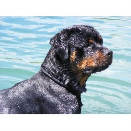 Rottweiler Breeder in Gladwin, Michigan