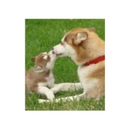 Siberian Husky Breeder in Pomona, California