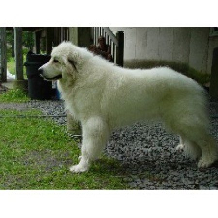 Great Pyrenees Breeder in Milford, Pennsylvania