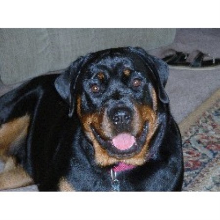 One of our Rotten Rotts