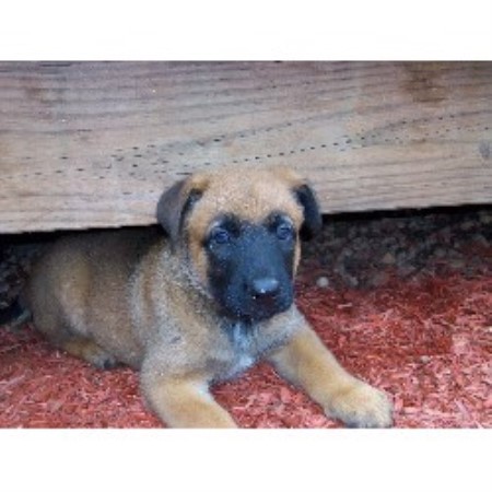 Malinois Breeder in Mount Wolf, Pennsylvania
