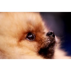 Pomeranian Breeder in Andrews, Texas