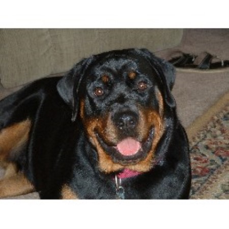 Rottweiler Breeder in Mohrsville, Pennsylvania