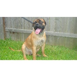 Bullmastiff Stud in Texas
