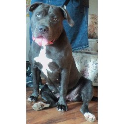 American Pit Bull Terrier Breeder in Paw Paw, Michigan
