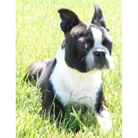 Boston Terrier breeder in Swift Current, Saskatchewan