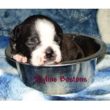 Boston Terrier breeder in Saskatchewan