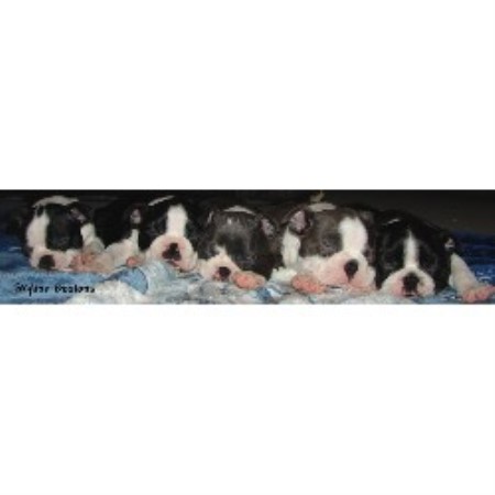 Boston Terrier breeder in Swift Current