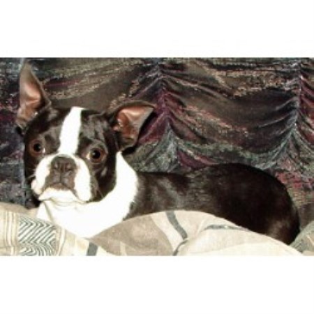 Boston Terrier breedering kennel in Swift Current