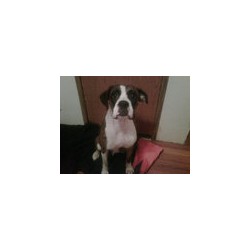 Boxer Breeder in Greenville, Mississippi