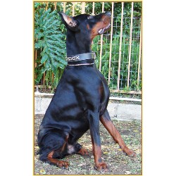 Doberman Pinscher Breeder in Tujunga, California