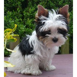 Yorkshire Terrier Breeder in Huettenberg, Florida