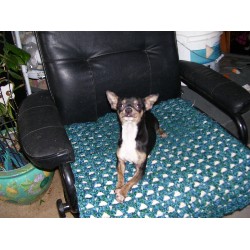 Chihuahua Stud in Ontario