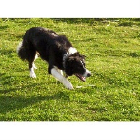 border collie puppies oregon butte ranch enterprises border collie breeder in lebanon oregon listing id 16500 border collie puppies oregon butte ranch enterprises border collie breeder in lebanon oregon listing id 16500
