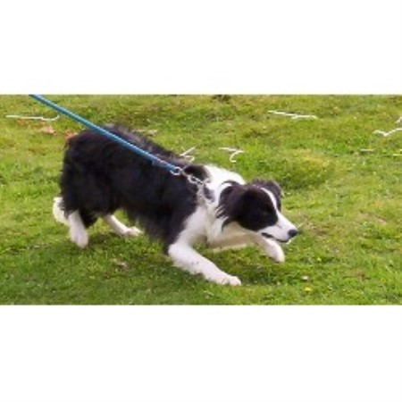 Border Collie Breeder in Lebanon, Oregon
