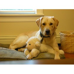 Labrador Retriever Stud in Michigan