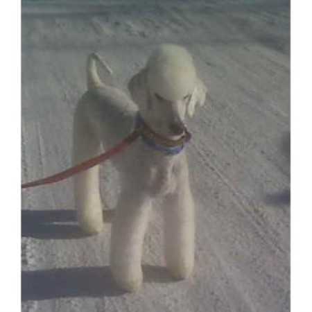 Poodle Standard Breeder in Virginia Beach, Virginia