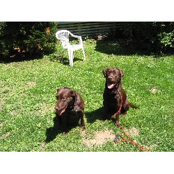 Labrador Retriever Stud in Connecticut