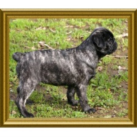 pug breeders northern california gamble pugs pug breeder in el dorado california pug breeders northern california gamble pugs pug breeder in el dorado california