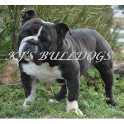 Bulldog Stud