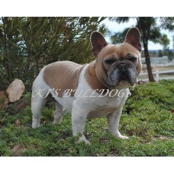 French Bulldog Stud in California