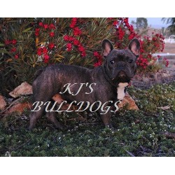 French Bulldog Stud in California