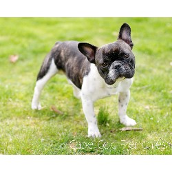 French Bulldog Stud in New Jersey