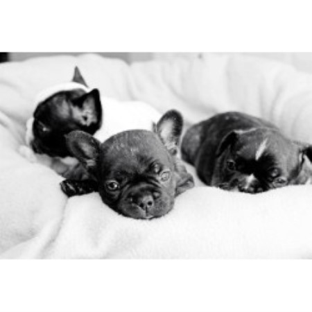 French Bulldog Breeder in Atlantic City, New Jersey