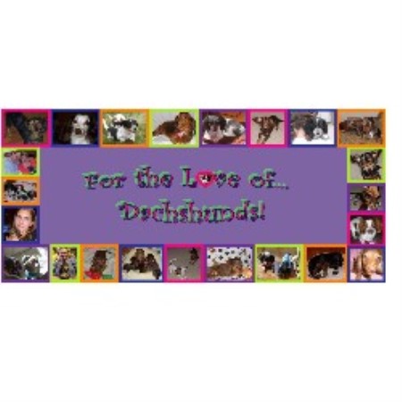 Dachshund Breeder in Greeley, Colorado