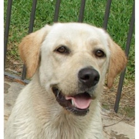 Labrador Retriever Breeder in Zachary, Louisiana