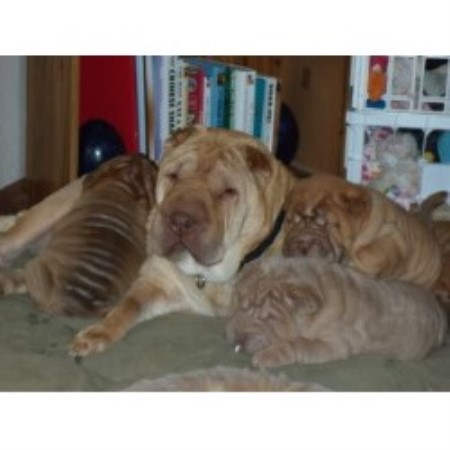shar pei puppies for sale florida shar pei breeders in florida freedoglistings shar pei puppies for sale florida shar pei breeders in florida freedoglistings