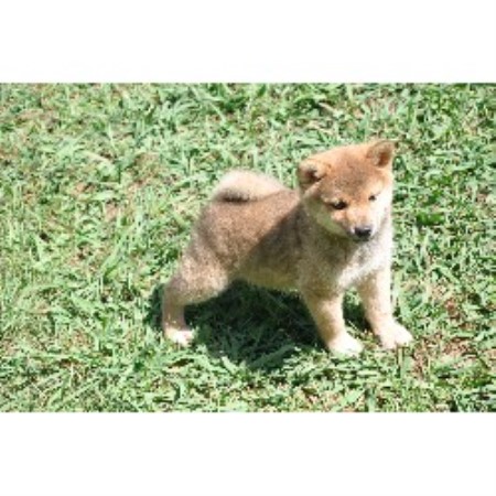 Shiba+inu+puppies+for+sale+in+illinois