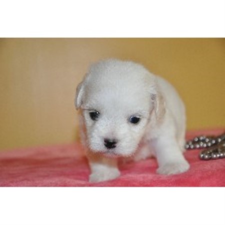 Coton De Tulear Breeder in Thomaston, Georgia