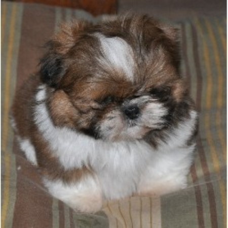 shih tzu rescue washington state showboat shih tzu shih tzu breeder in thomaston listing id 16551 shih tzu rescue washington state showboat shih tzu shih tzu breeder in thomaston listing id 16551