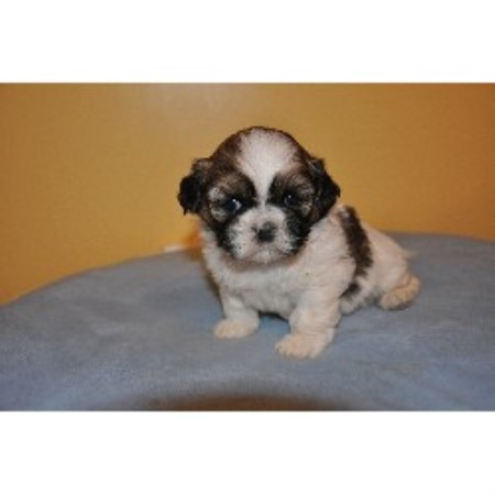 Shih+tzu+puppies+for+sale+in+georgia