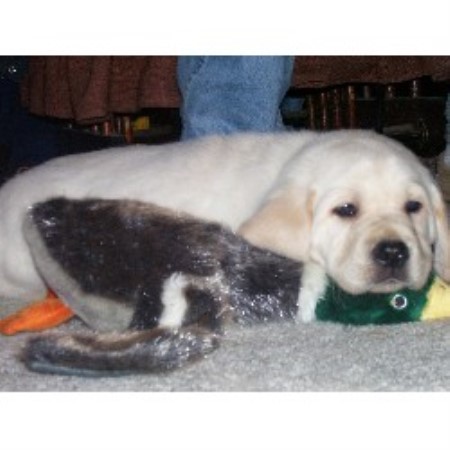 Labrador Retriever Breeder in Fulton, New York