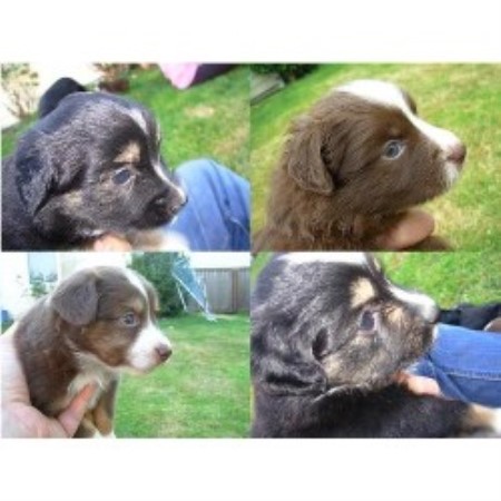 Miniature Australian Shepherd Breeder in Monroe, Washington