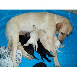 Labrador Retriever Breeder in Kewaunee, Wisconsin